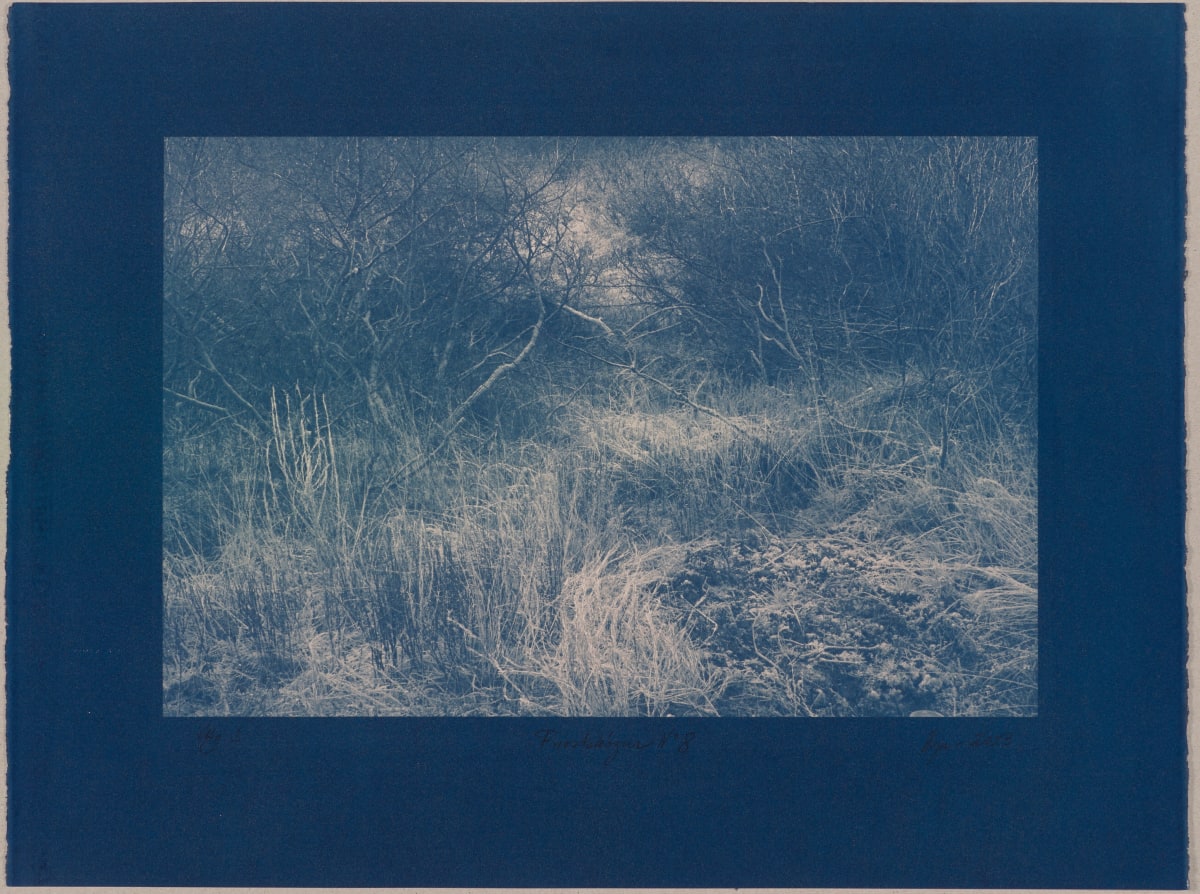 Vetrarskógur / Winter forest N°8 by Hlynur Helgason  Image: Vetrarskógur / Winter forest N°8,  Útgáfa / Version 1.