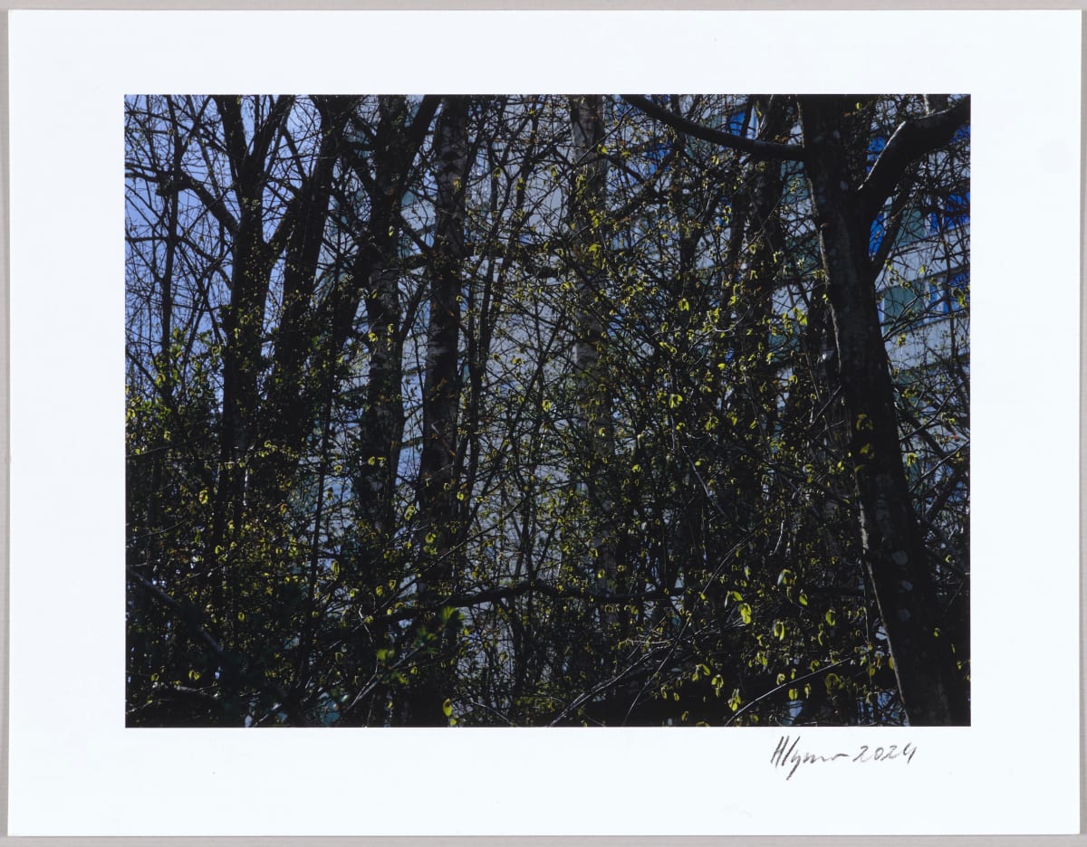 Mossen, N°15 1/24 by Hlynur Helgason 