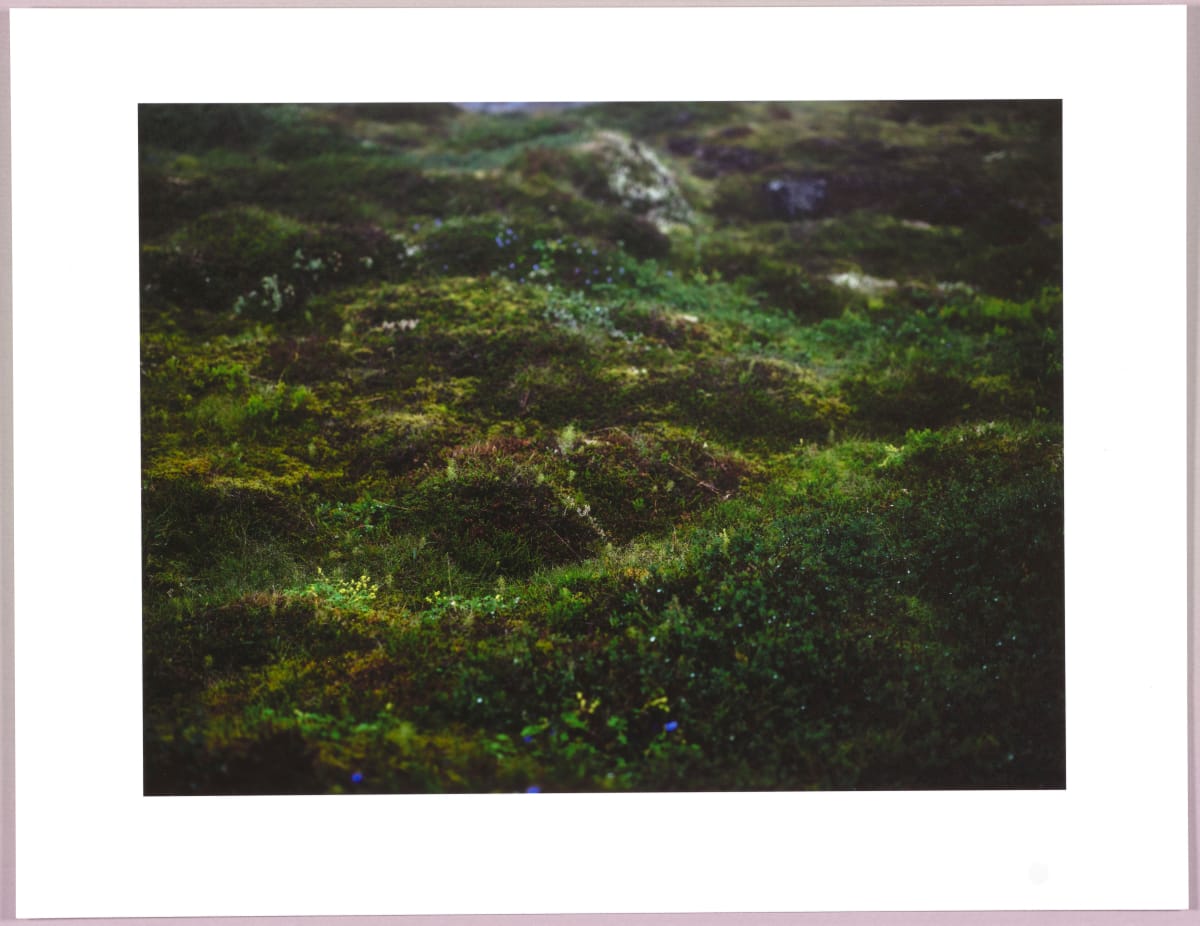 Lush heathlands — Oddskarð, Iceland N°19 1/24 by Hlynur Helgason