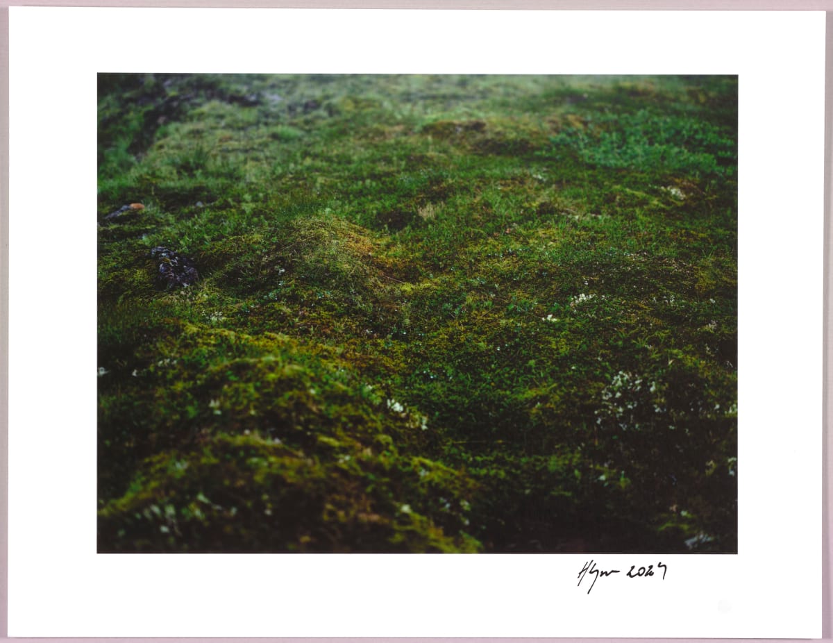 Lush heathlands — Oddskarð, Iceland N°3 1/24 by Hlynur Helgason