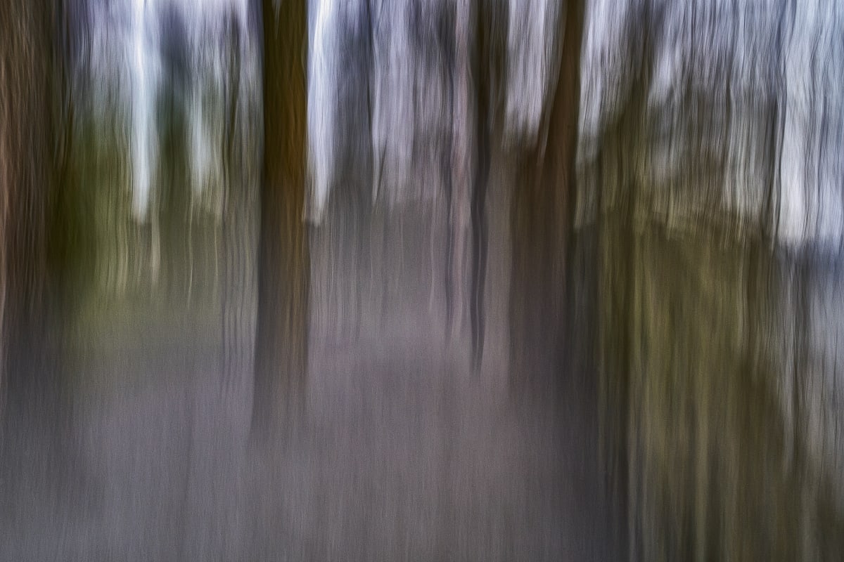 Mystic Trees II by Rolf Florschuetz  Image: ICM Photography