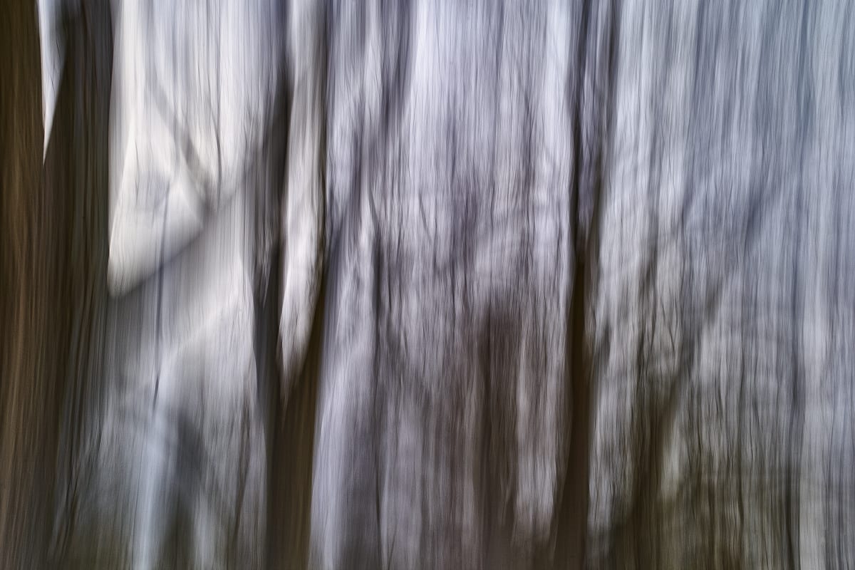 Mystic Trees I by Rolf Florschuetz  Image: ICM Photography