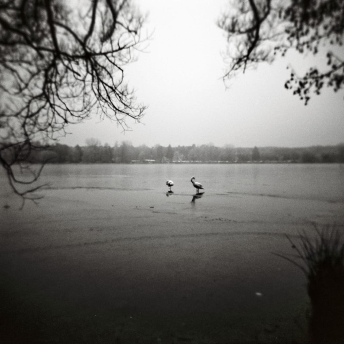Ice on the Pond by Rolf Florschuetz  Image: Analog on Film