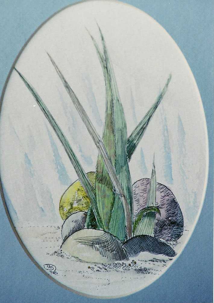 Stone Grass II by Thomas Sundberg, Image 14.