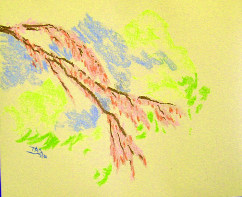Cherry Buds by Thomas Sundberg, Image 2.
