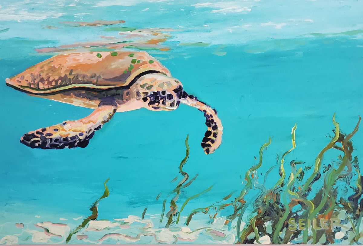 Welcome to the Shell Shack 