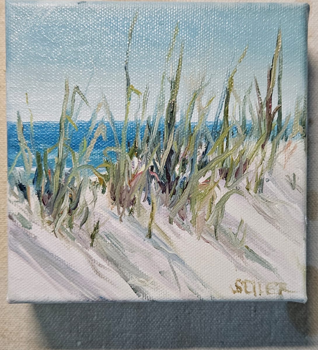 Dune Life by Jill Seiler  Image: A little slice of heaven.  Cape San Blas dunes are so beautiful.  The wind constantly changes them.  It's harsh.  It calls me. 