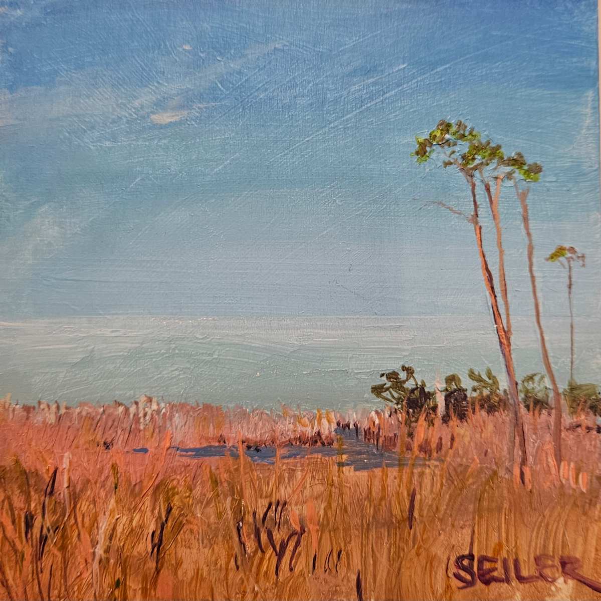 Distant Sparkle by Jill Seiler  Image: The wetlands around St Joe Bay call me by name. 