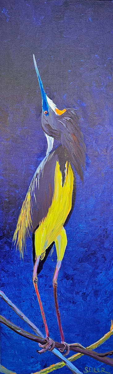 Glory Up by Jill Seiler  Image: He's so pretty.  Tri color heron showing off. Florescent too!