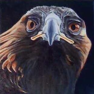 Eagle Eye by Valerie Shuff  Image: EAGLE EYE by Valerie Shuff