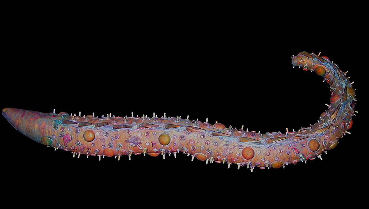 Barracuda by Barbetta Lockart, Image 1.