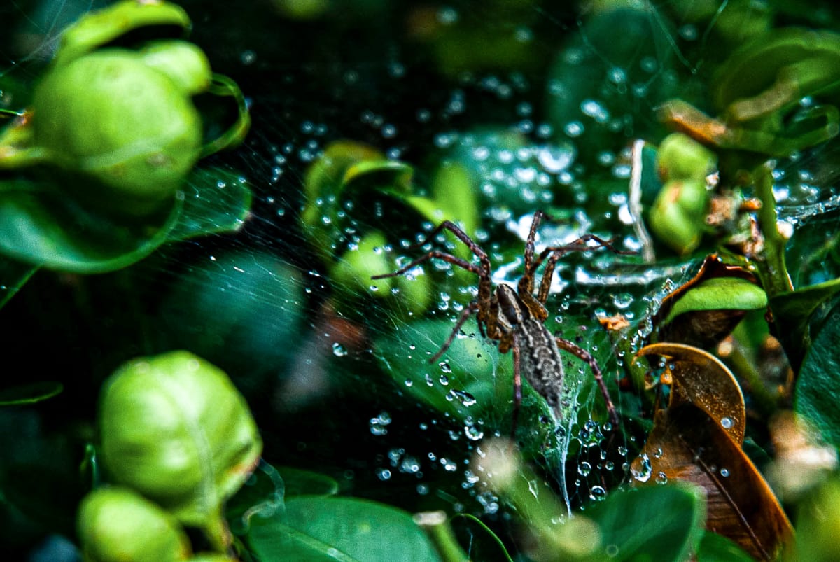 Secretive Spidey by Photography 