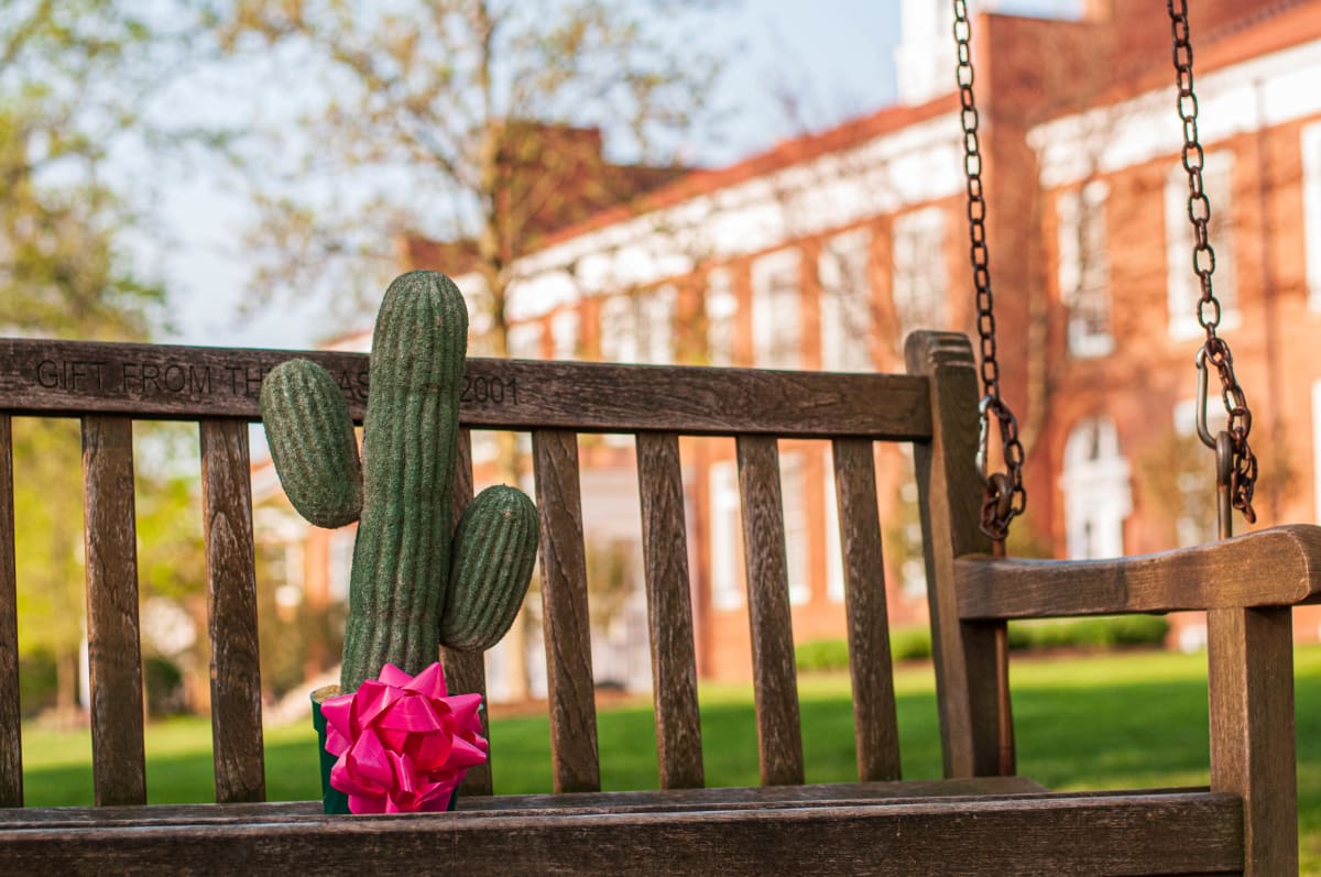 Cactus Adventures by Photography 