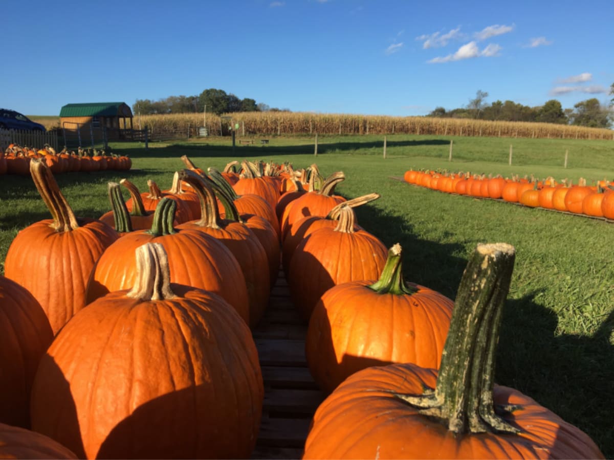 Pennsylvania Pumpkin Patch by Photography, Image 1.
