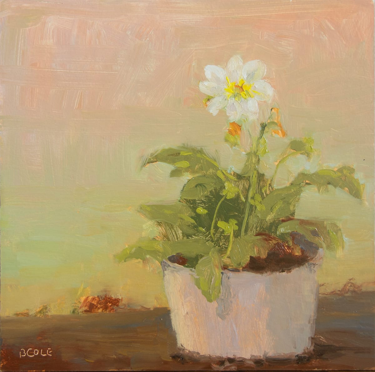 Solo by Beth Cole 