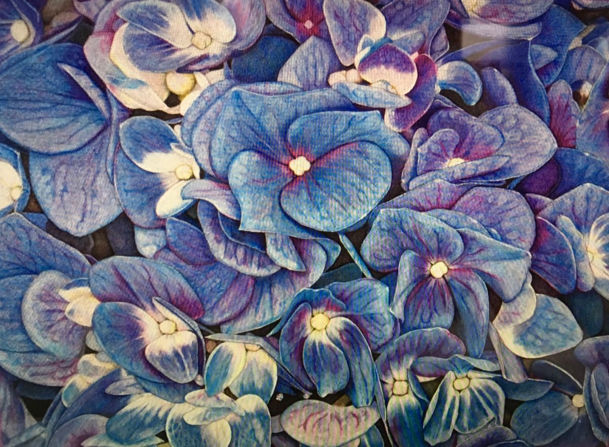 Hydrangea by Carolyn J. Haas 