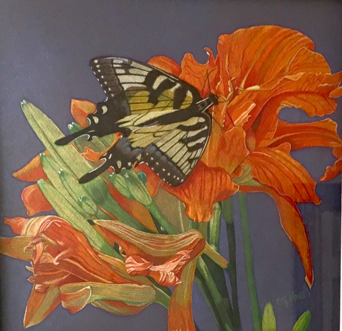 Swallowtail by Carolyn J. Haas 