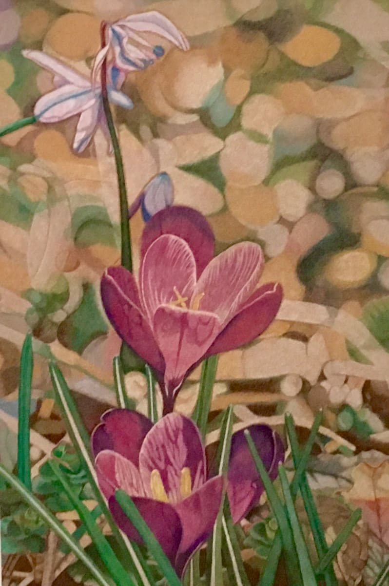 Crocus by Carolyn J. Haas 