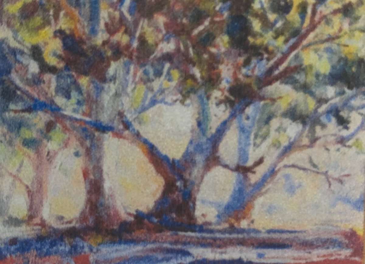 Flinders Gumtree Study 