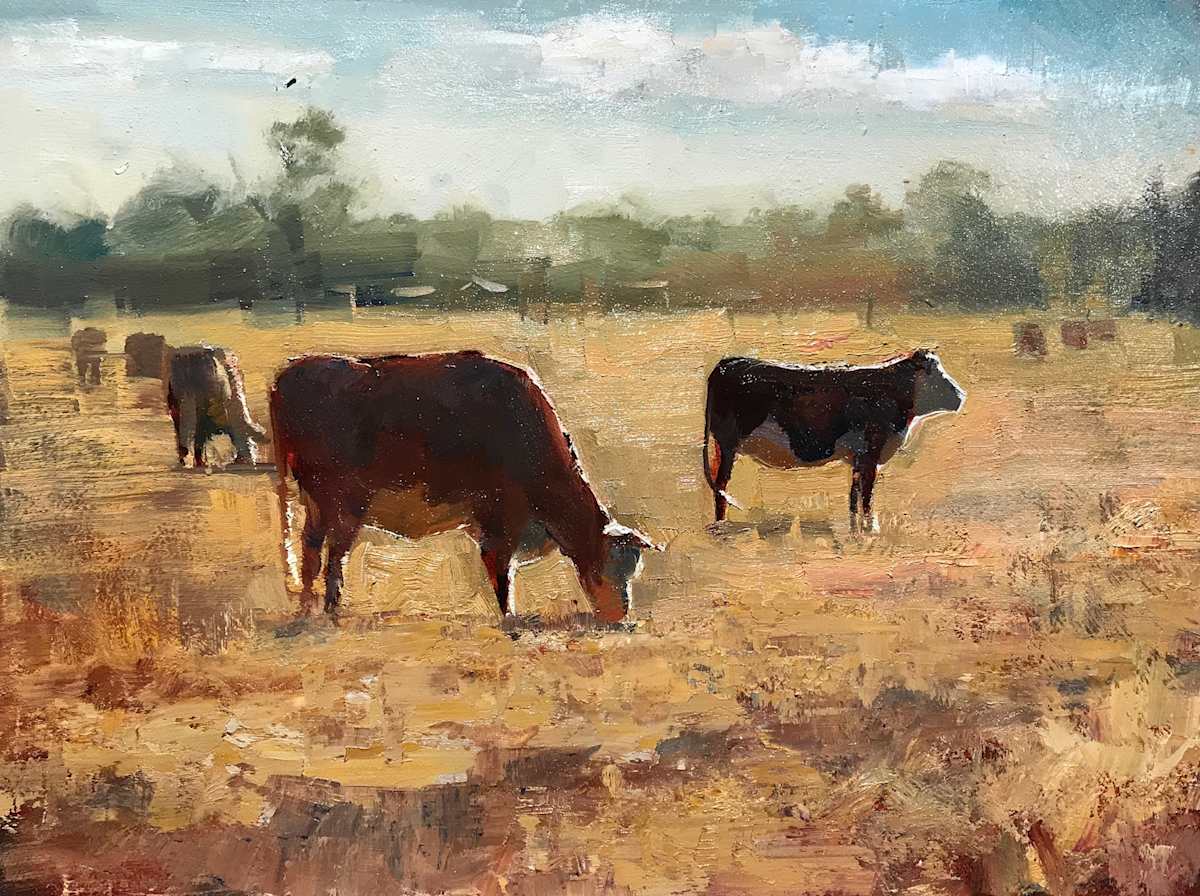 Australian Cattle 