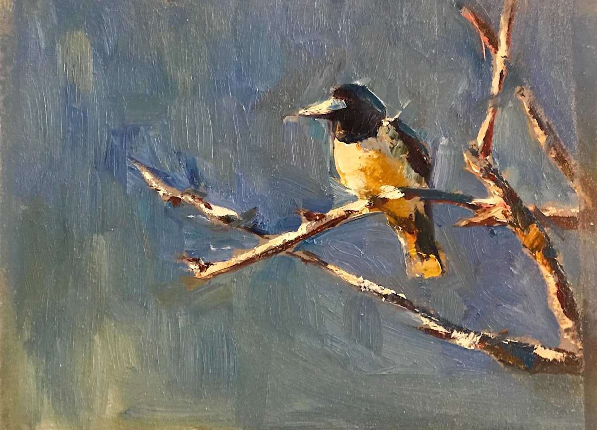 Curious Butcherbird 