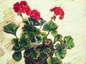 Window Geraniums 