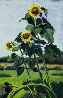 Shelburne Sunflowers, Image 4.