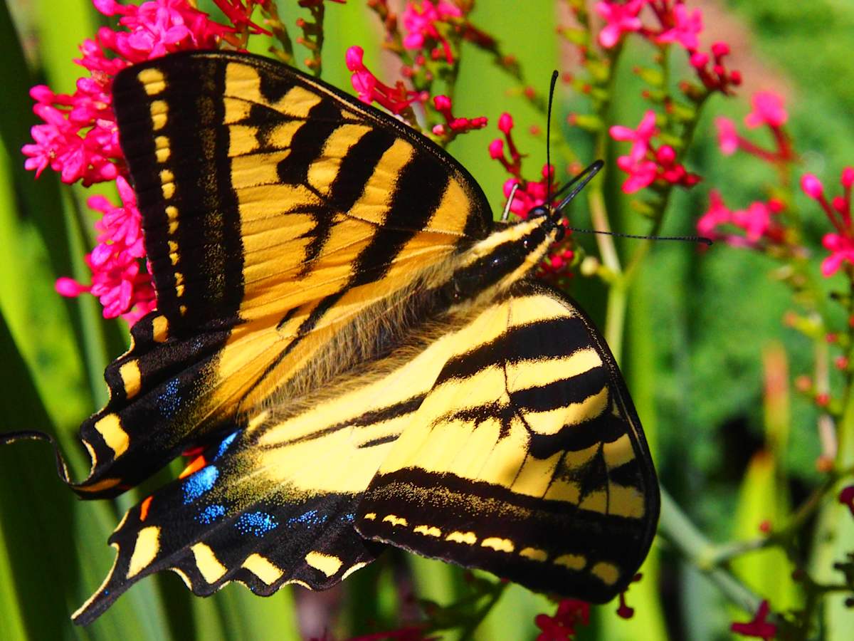 Blue-Tail Tiger Swallowtail by Sandy Brown Jensen  Image: Blue-Tail Tiger Swallowtail