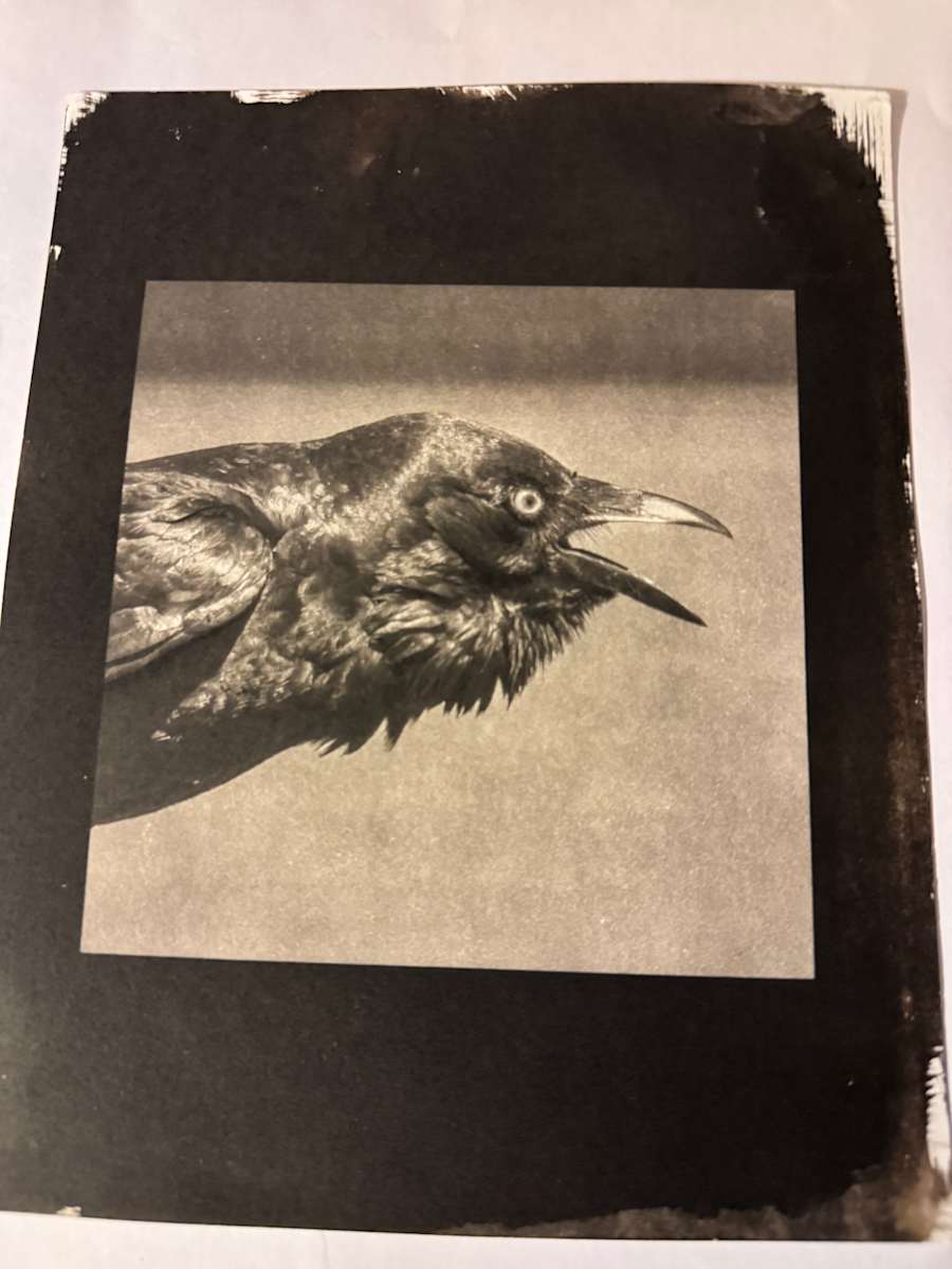 A Call to the Wild by Sandy Brown Jensen, Image 1.