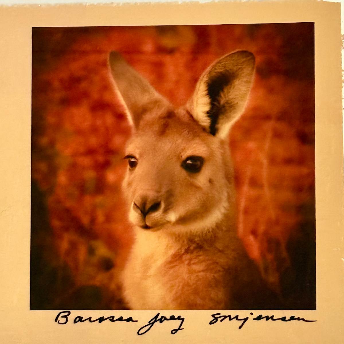 Barossa Joey Inv. #3136 by Sandy Brown Jensen, Image 1.