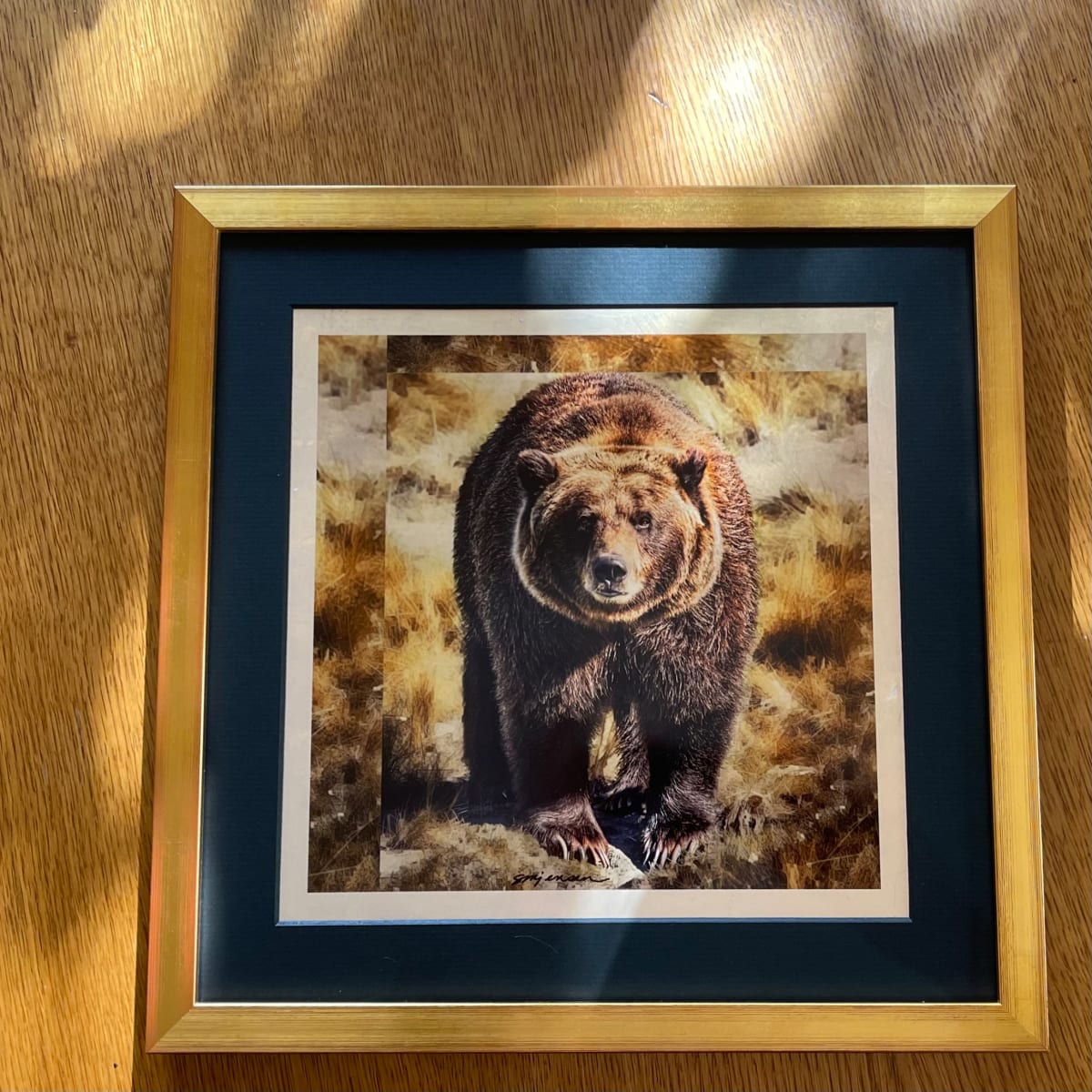 Solid Gold Grizzly of Denali 10.5 x 10.5  Image: Solid Gold Grizzly of Denali 10.5 x 10.5 