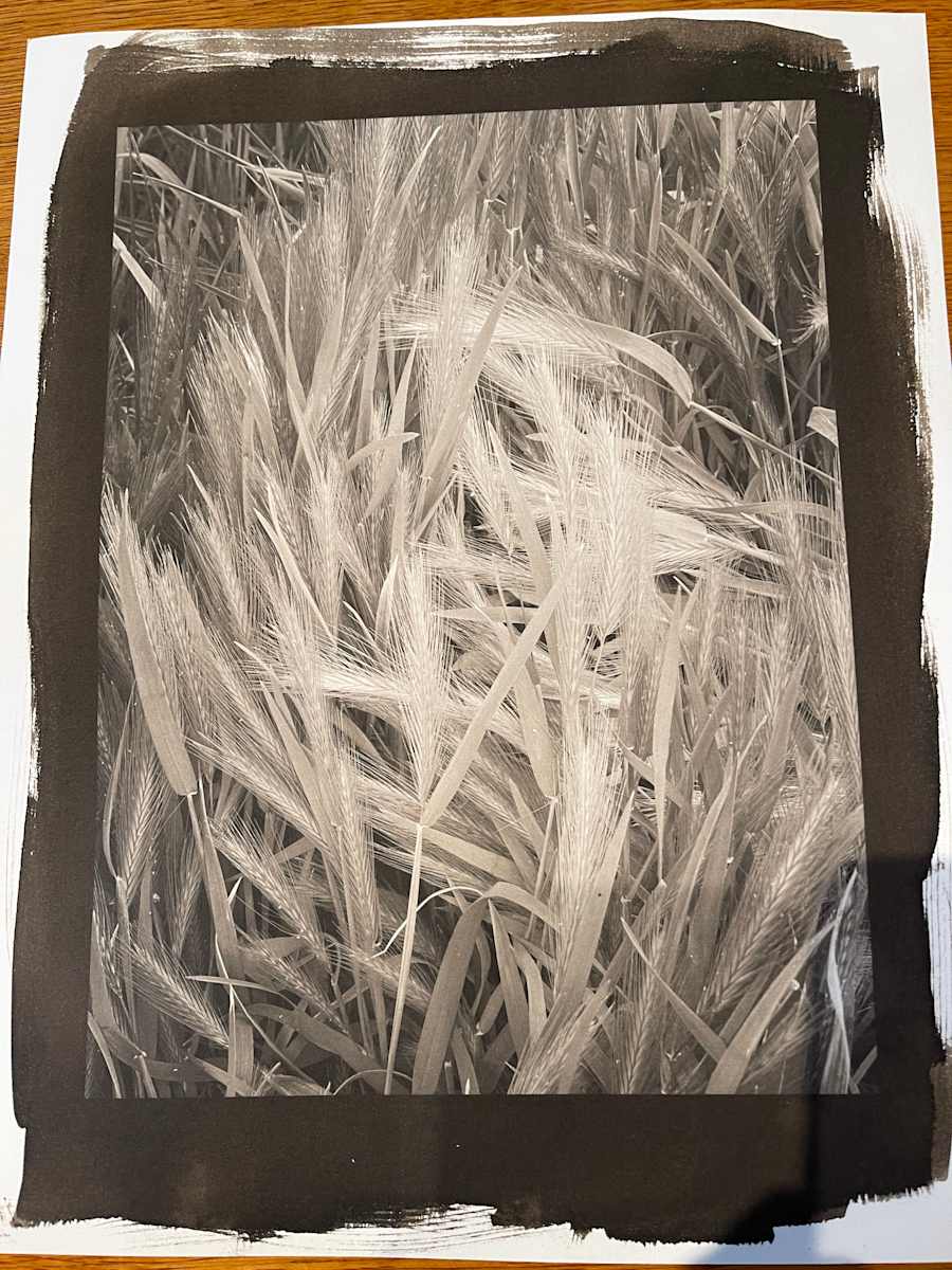 Long Grass on Wild Iris Ridge by Sandy Brown Jensen, Image 1.