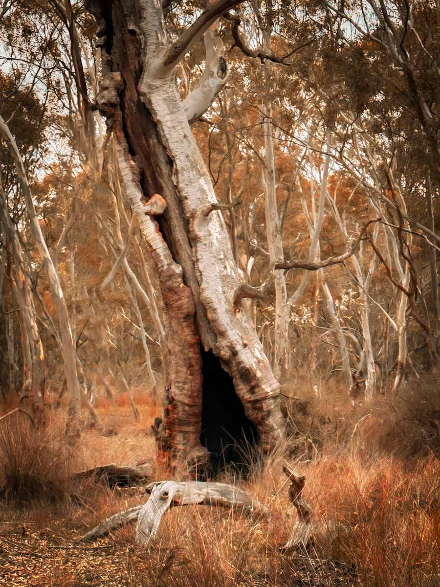 Aboriginal Birthing Tree, Kaiserstul Conservation Park, South Australia by Sandy Brown Jensen, Image 1.