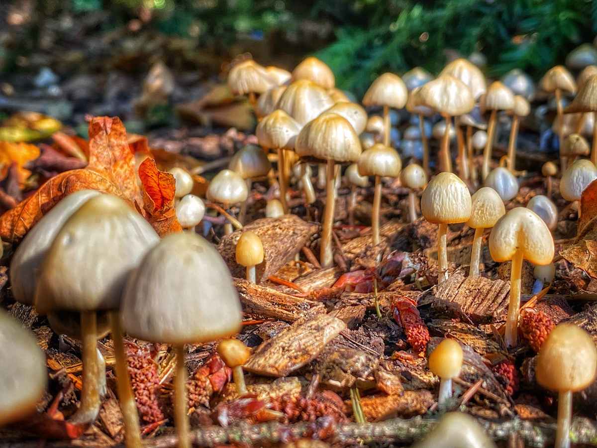 Small Armies of Wonder by Sandy Brown Jensen, Image 1.