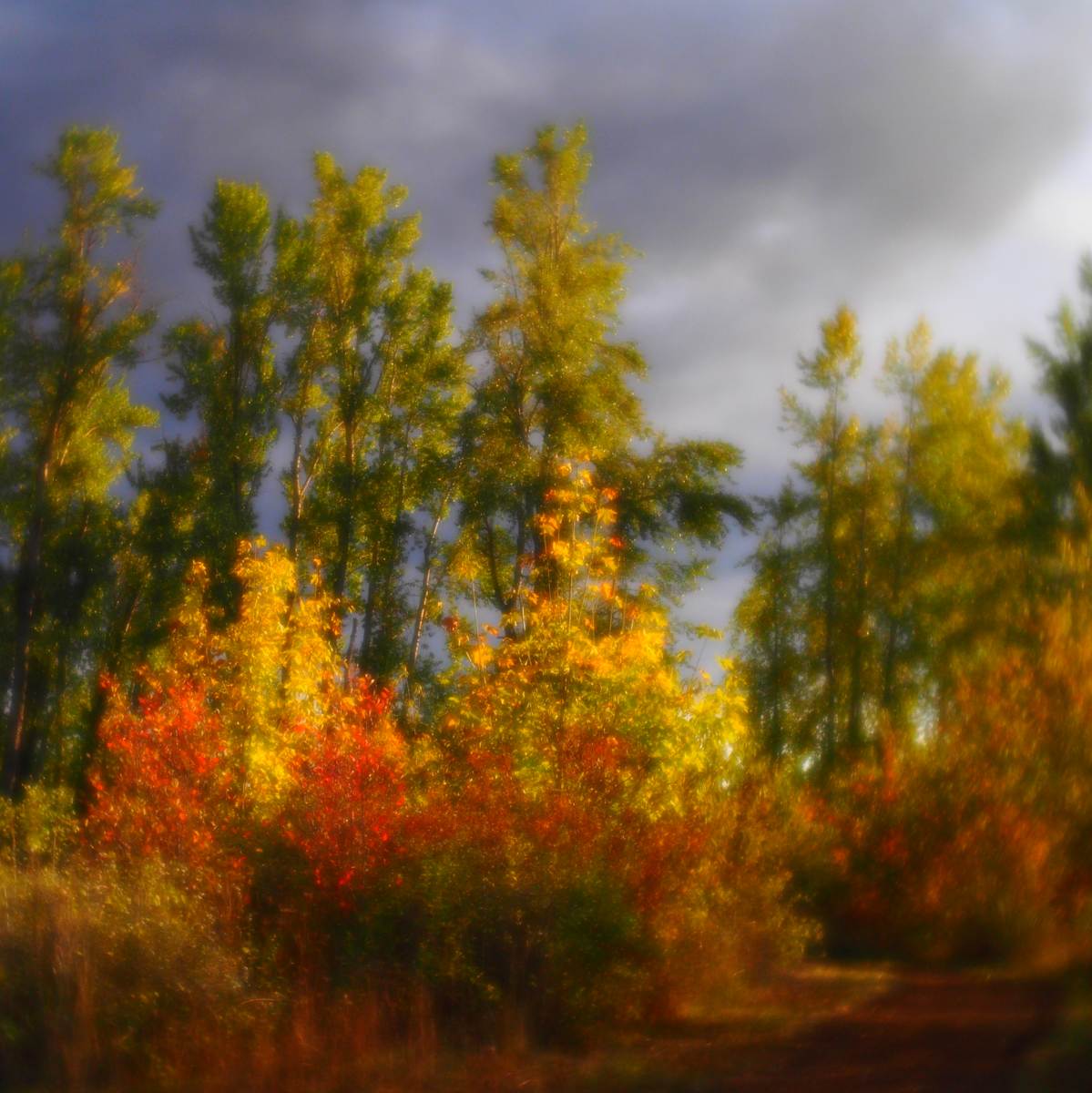 Golden Gardens Right Before the Storm by Sandy Brown Jensen, Image 1.