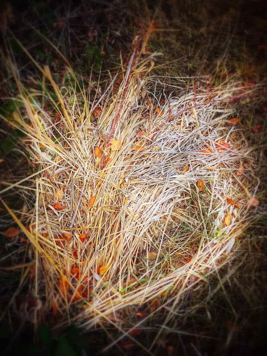 The Quiet Heart by Sandy Brown Jensen, Image 1.