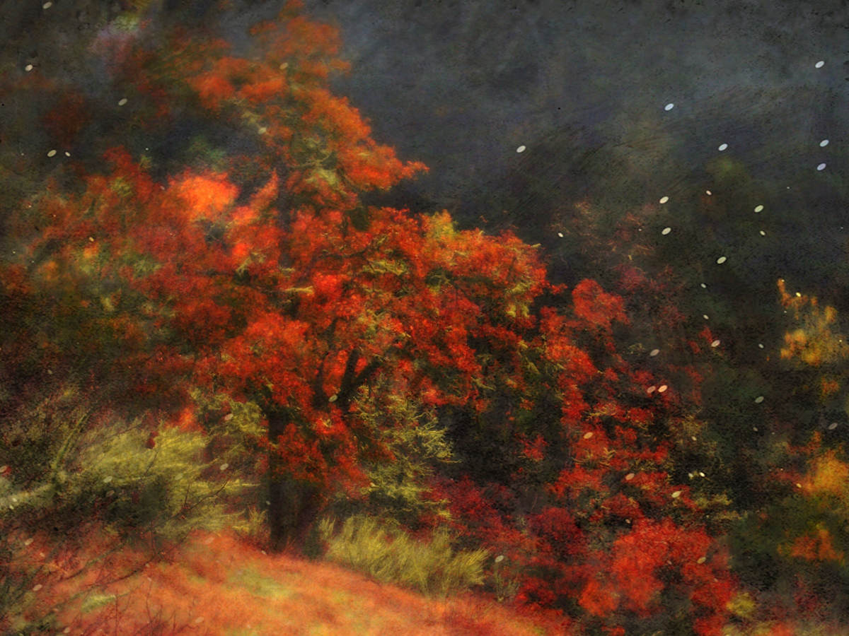 In the Glory of the Maples by Sandy Brown Jensen, Image 1.