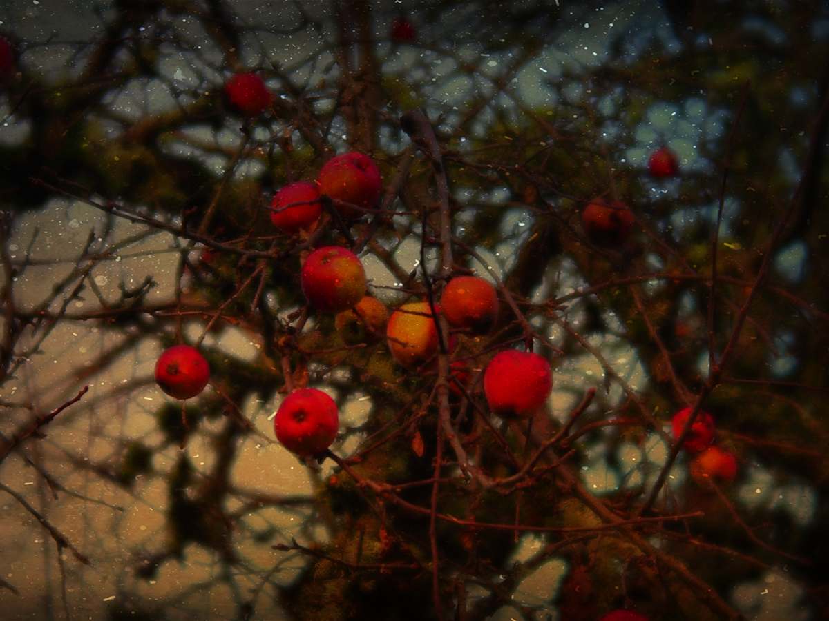 Midnight Apples by Sandy Brown Jensen, Image 1.