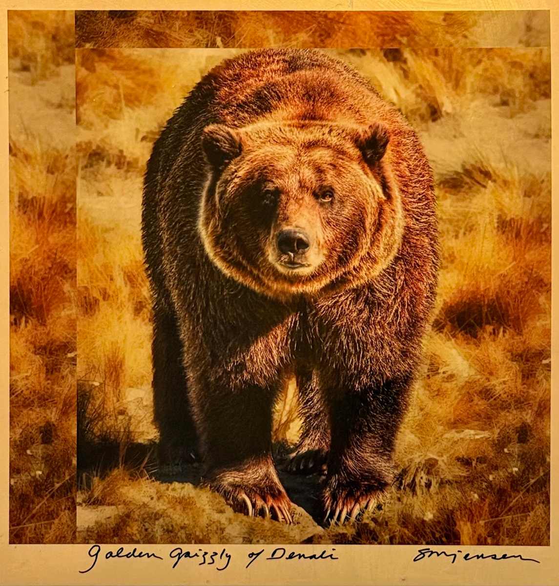 Golden Grizzly of Denali (Gilded 12 x 12) by Sandy Brown Jensen, Image 1.