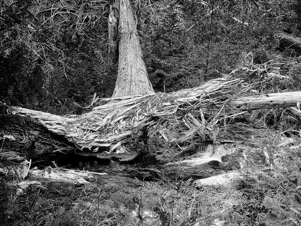 Mothertree by Sandy Brown Jensen, Image 1.