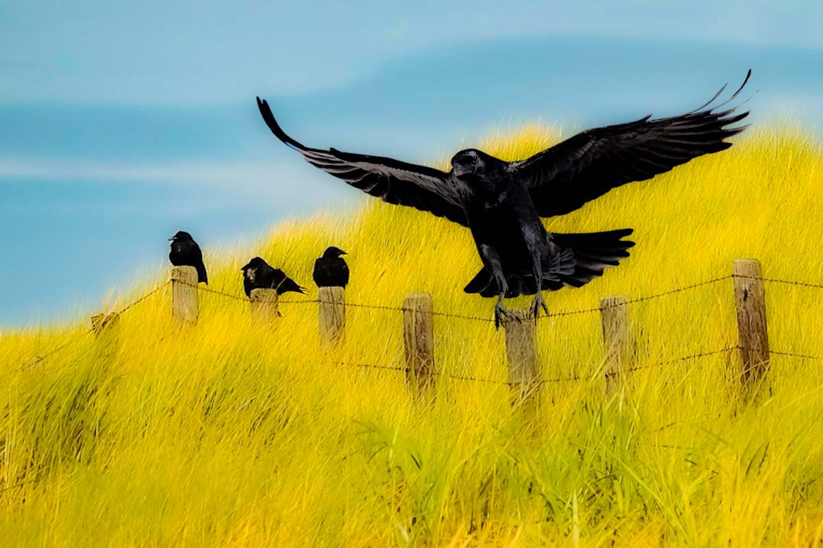 Raven Family of the Oregon Dunes by Sandy Brown Jensen, Image 1.