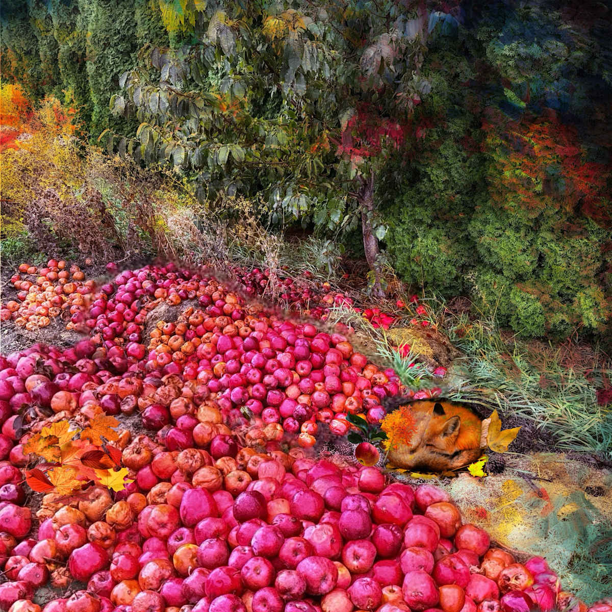 Fox Sleeps Among the Apples by Sandy Brown Jensen, Image 1.