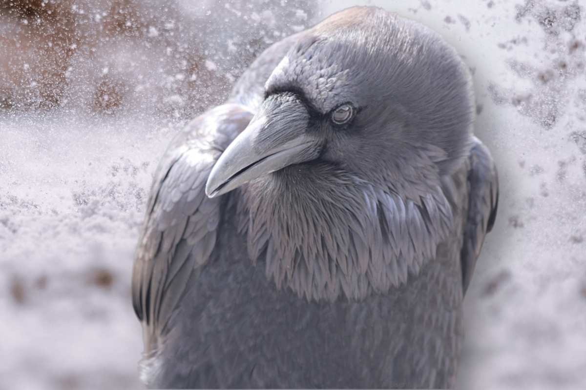 Winter Raven (small 8 x 9.5) by Sandy Brown Jensen  Image: Winter Raven (small 8 x 9.5)
