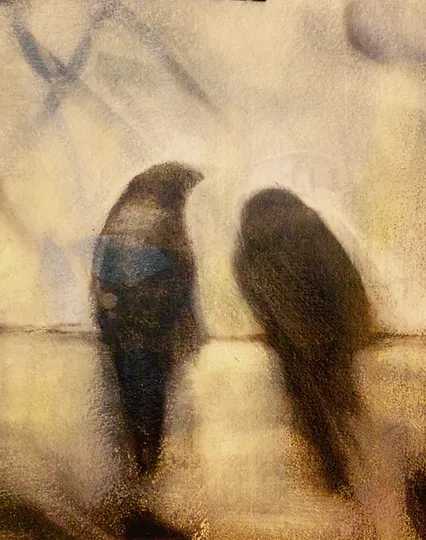 Companions (crows) 