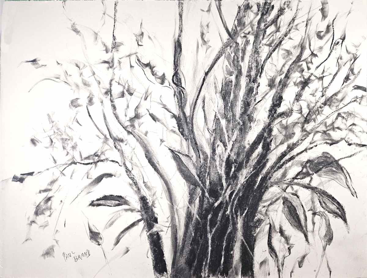 A patch of Jungle by Paul Brand, Image 2.