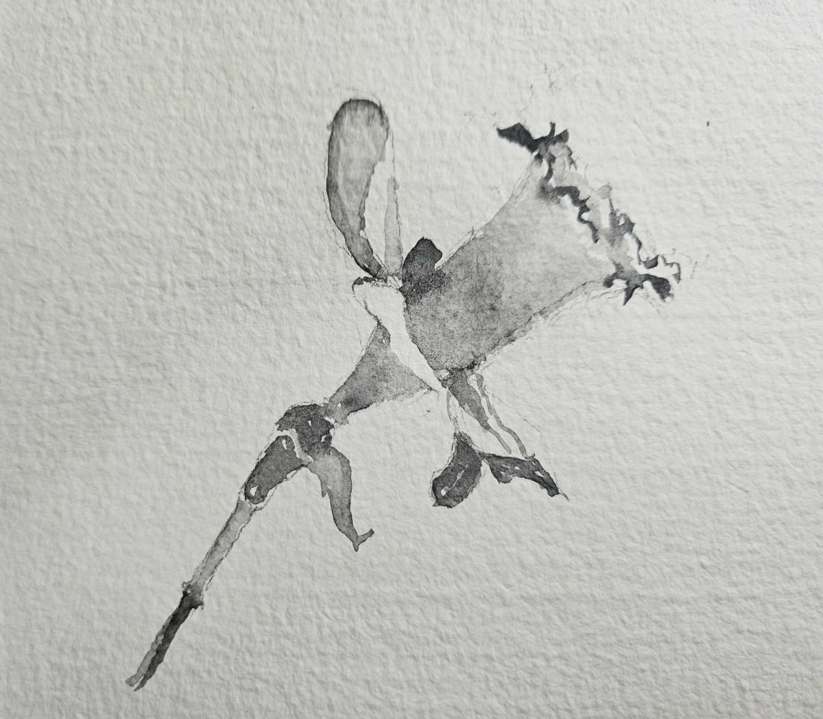 Daffodil by Paul Brand, Image 1.