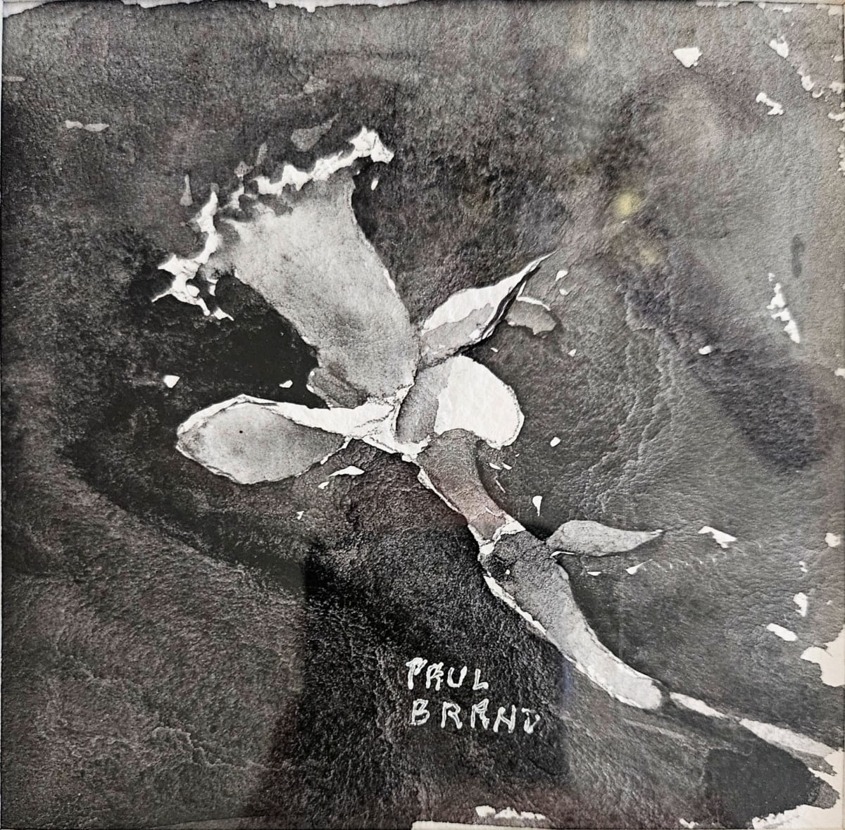 Daffodil on a Dark Ground by Paul Brand, Image 1.