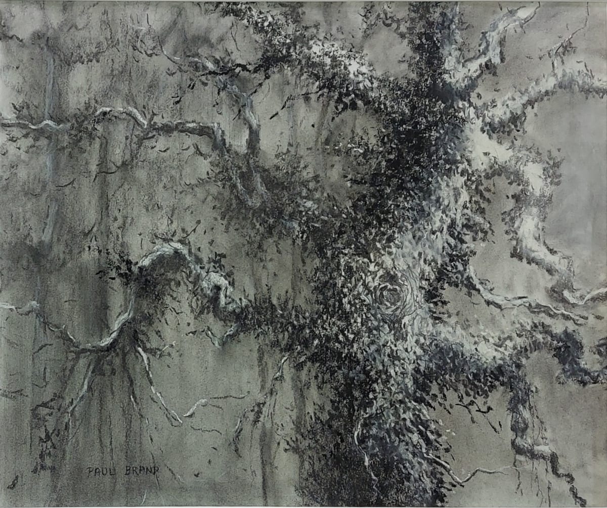 Evangeline Oak by Paul Brand, Image 2.