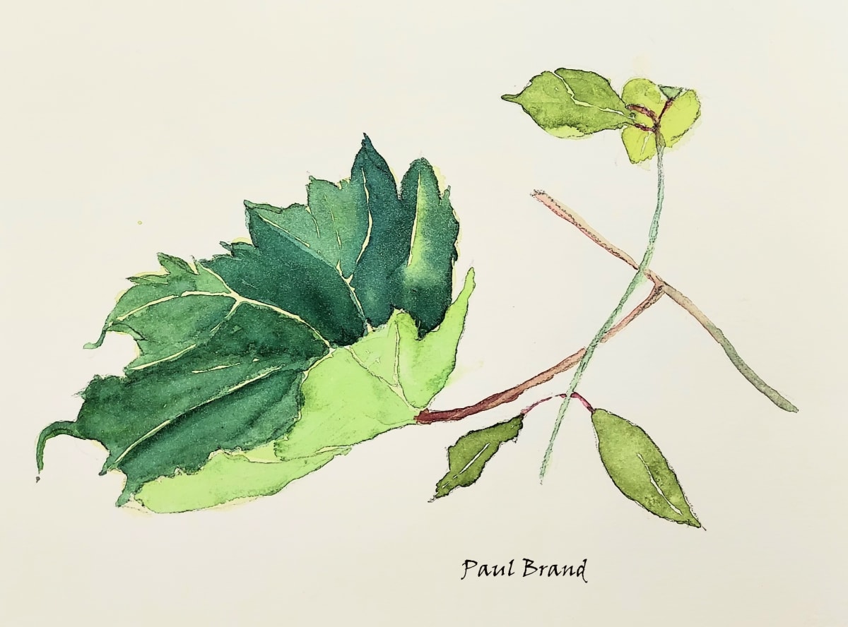 Grapevine, Image 1.