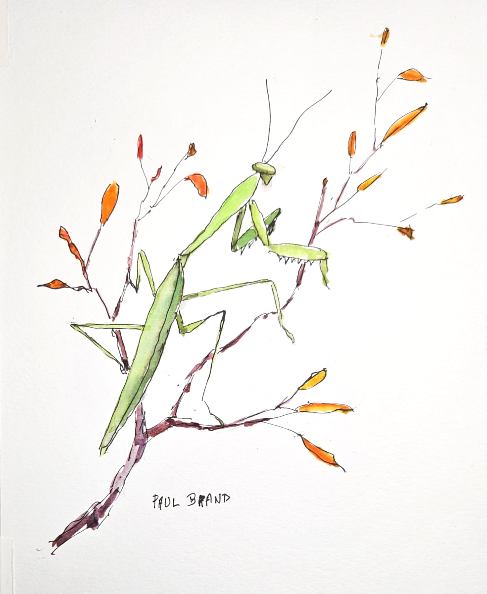 Ms. Mantis by Paul Brand, Image 1.